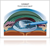 Learn about Cataract Surgery Procedure from Gerstein Eye Institute of Chicago